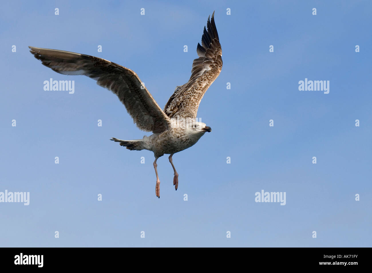 Herring Gull Stock Photo