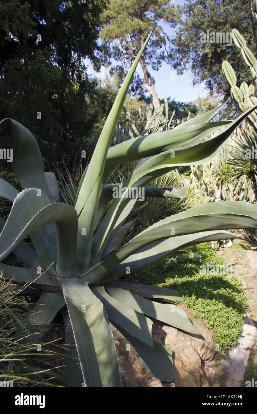 Agave atrovirens var mirabilis hi-res stock photography and images - Alamy