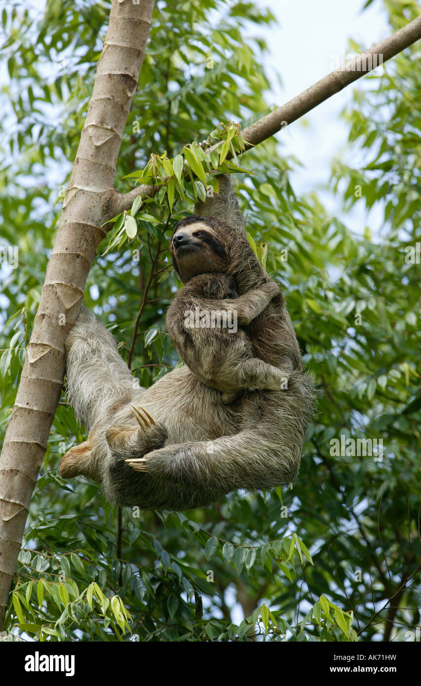 Three-toed Sloth, mother and cub in the forest beside Lago Gatun (lake), Republic of Panama. Stock Photo
