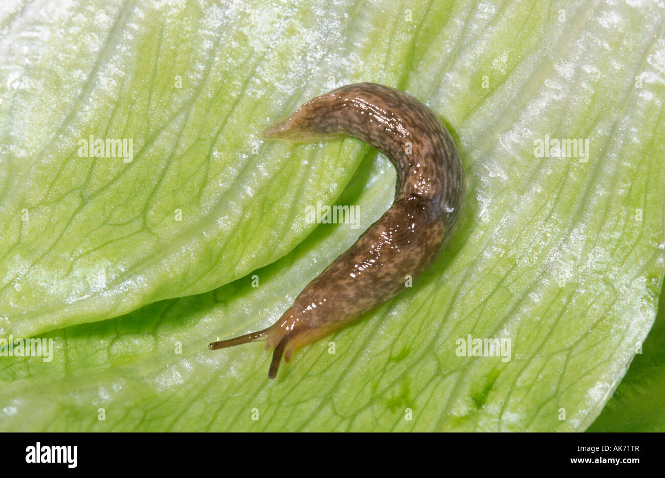 The grey field slug is an introduced pest in southern Australia. Stock Photo