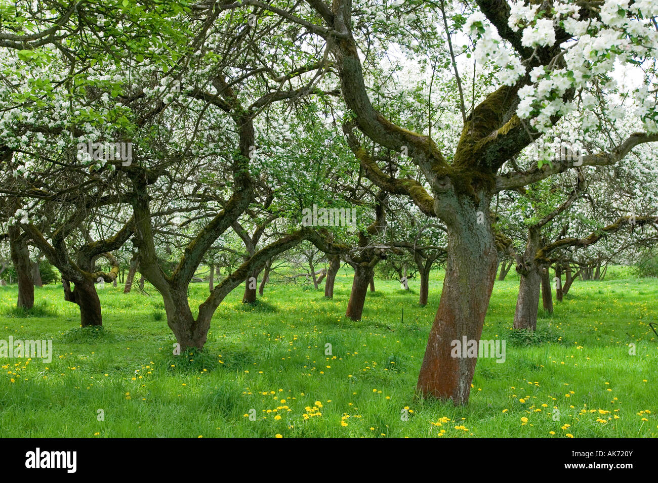 Fruit Trees in blossom Stock Photo