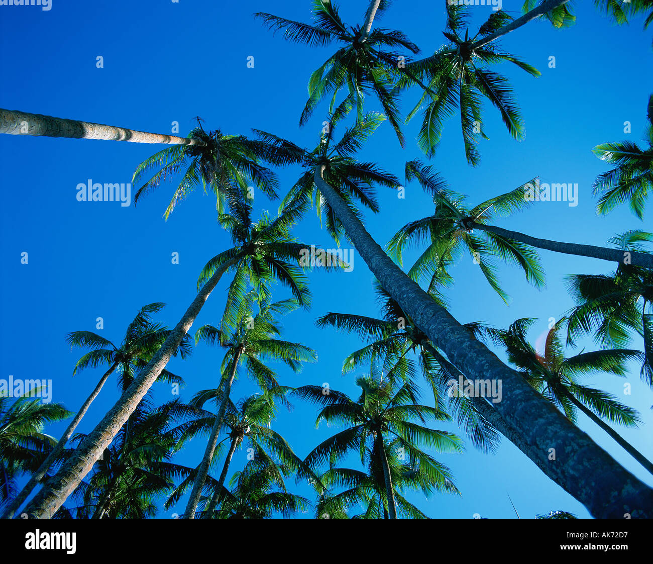 Coconut palm trees Stock Photo Alamy
