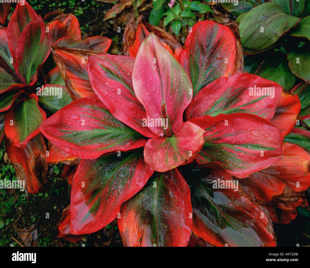 Ti Plant Cordyline Temanalis Hawaii USA Stock Photo - Alamy