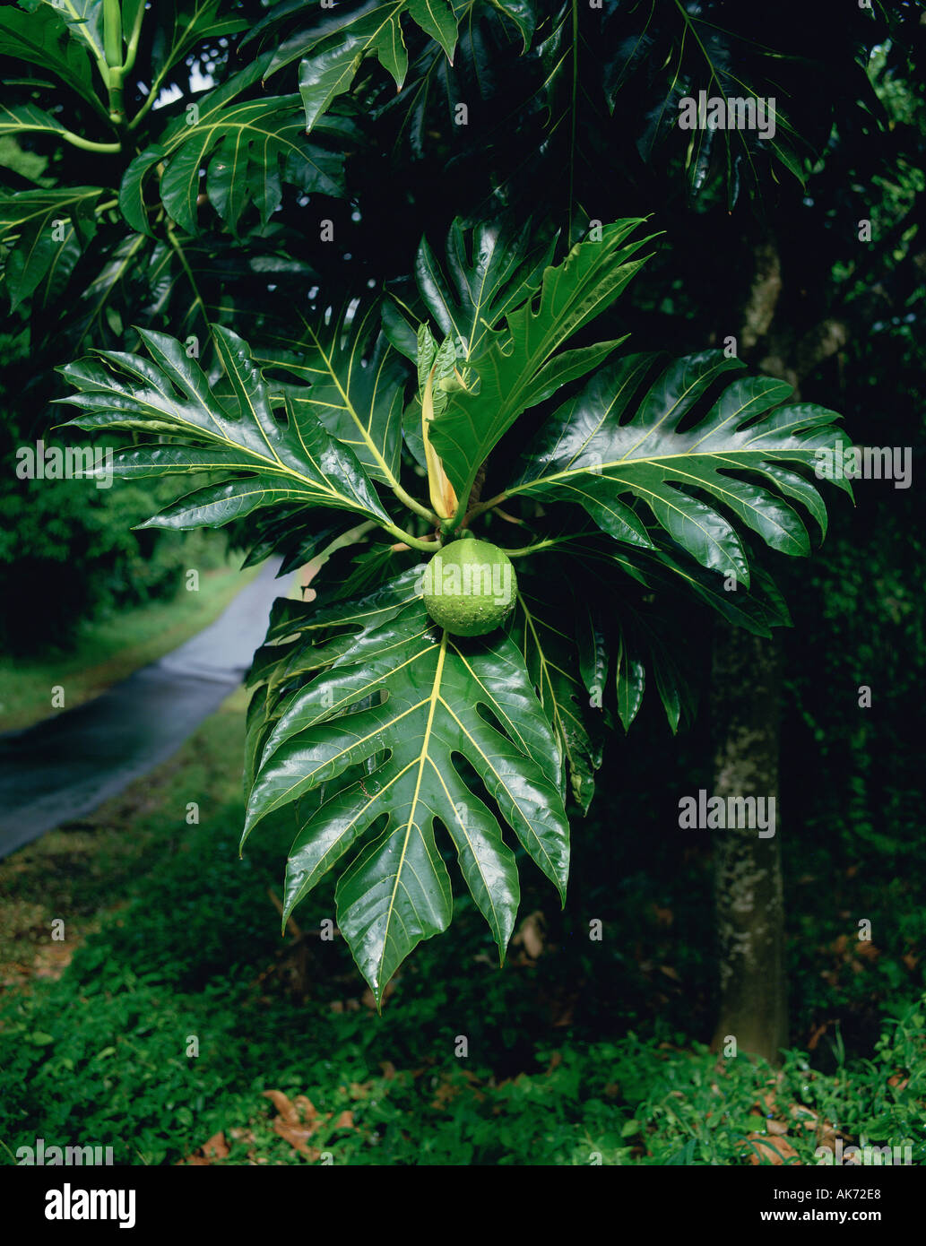 Breadfruit Tree Opihikau Hawaii USA Stock Photo Alamy