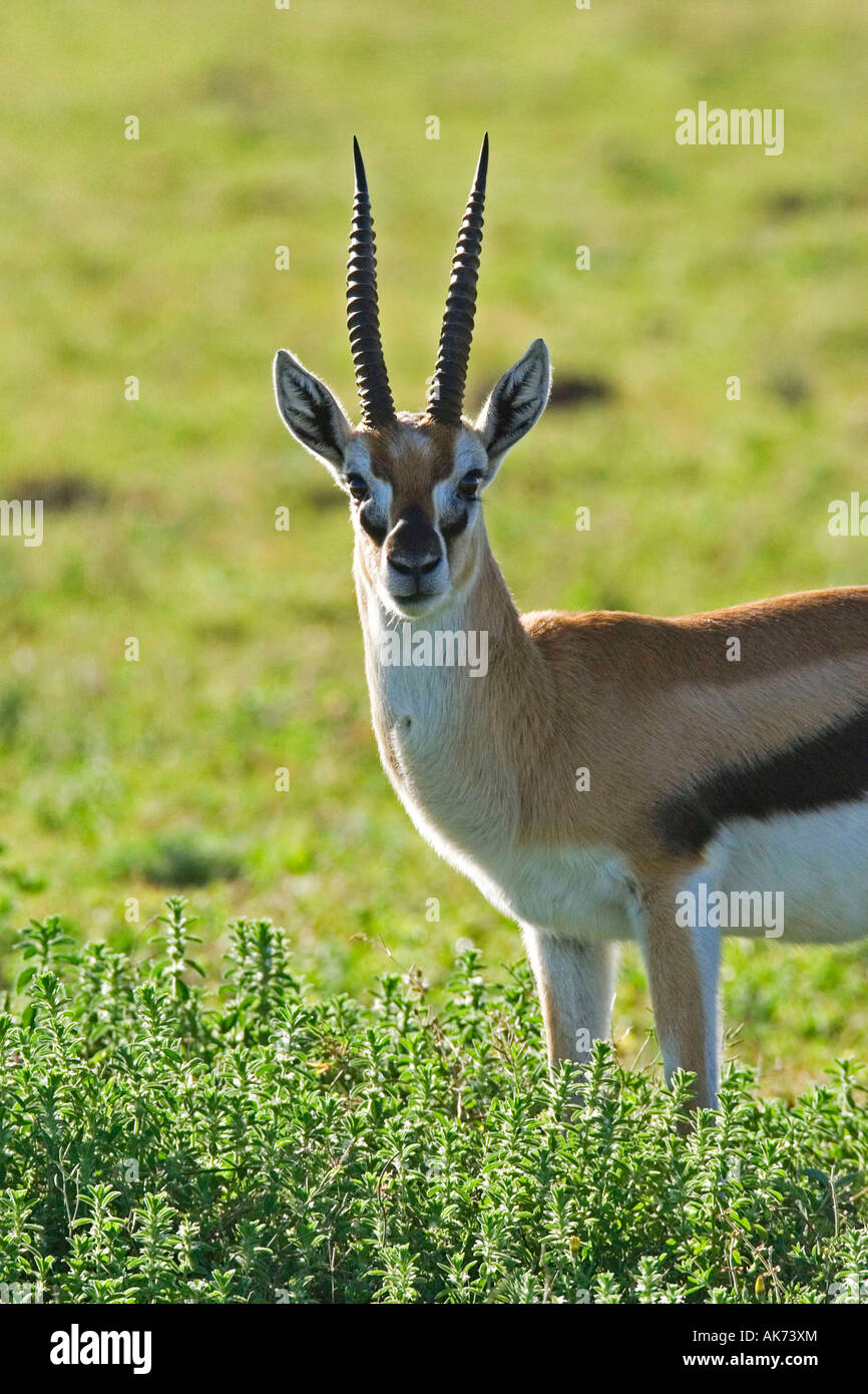 Thomson's gazelle male hi-res stock photography and images - Alamy