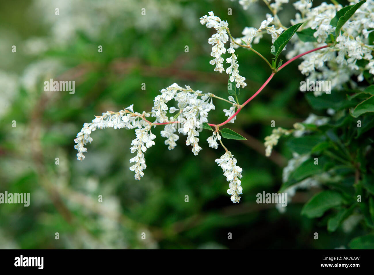 Silver Lace Vine Stock Photo Alamy