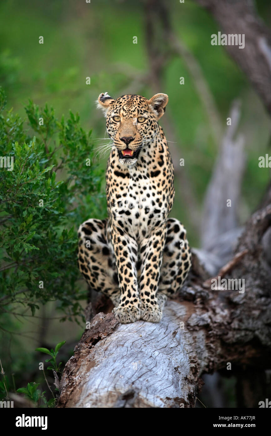 African Leopard Stock Photo