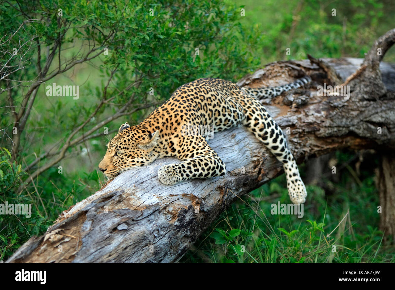 African Leopard Stock Photo