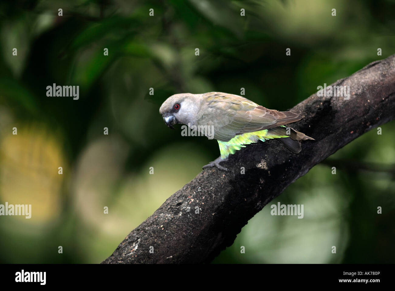 Red-bellied Parrot Stock Photo
