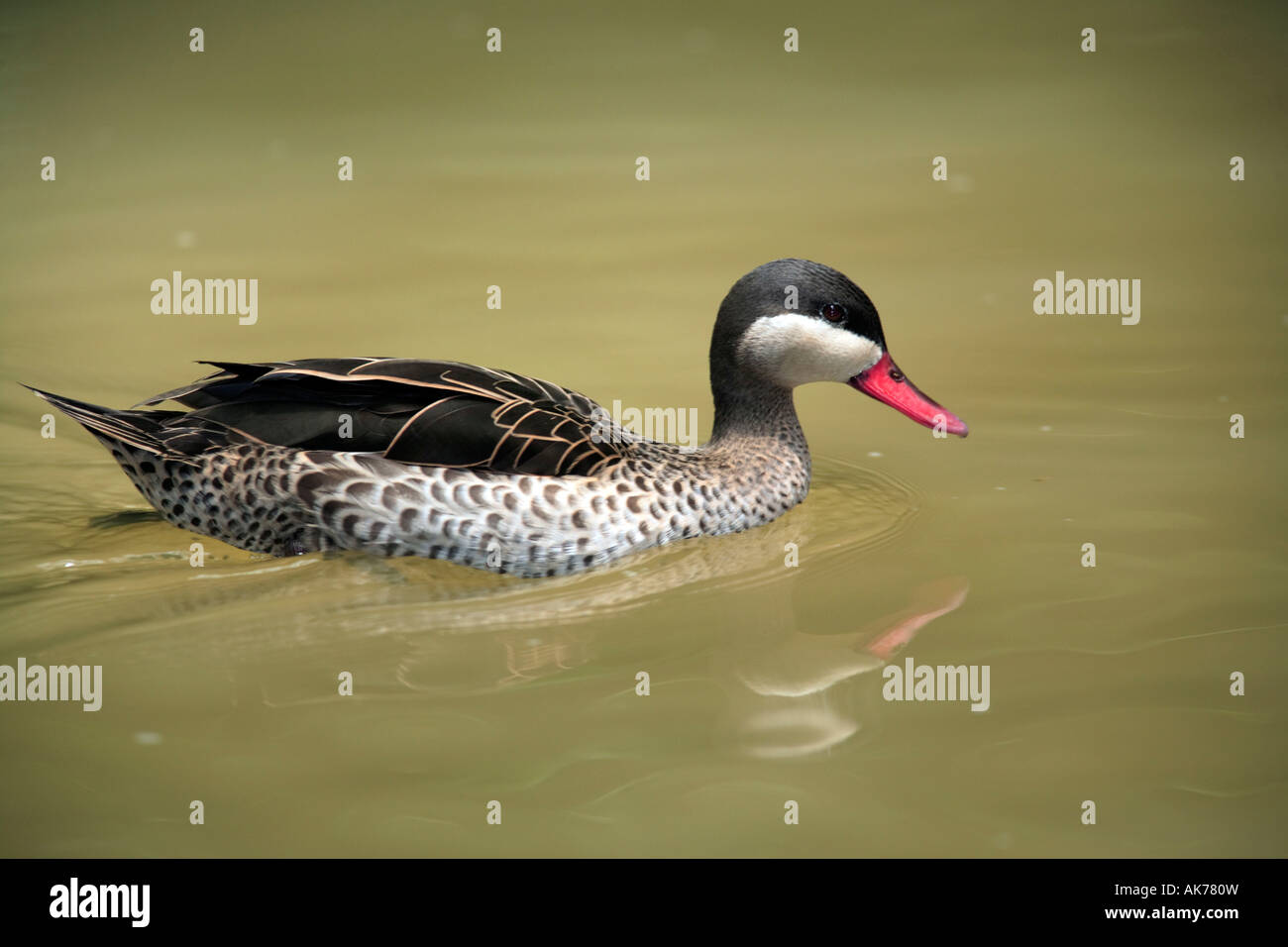 Red-billed Teal Stock Photo
