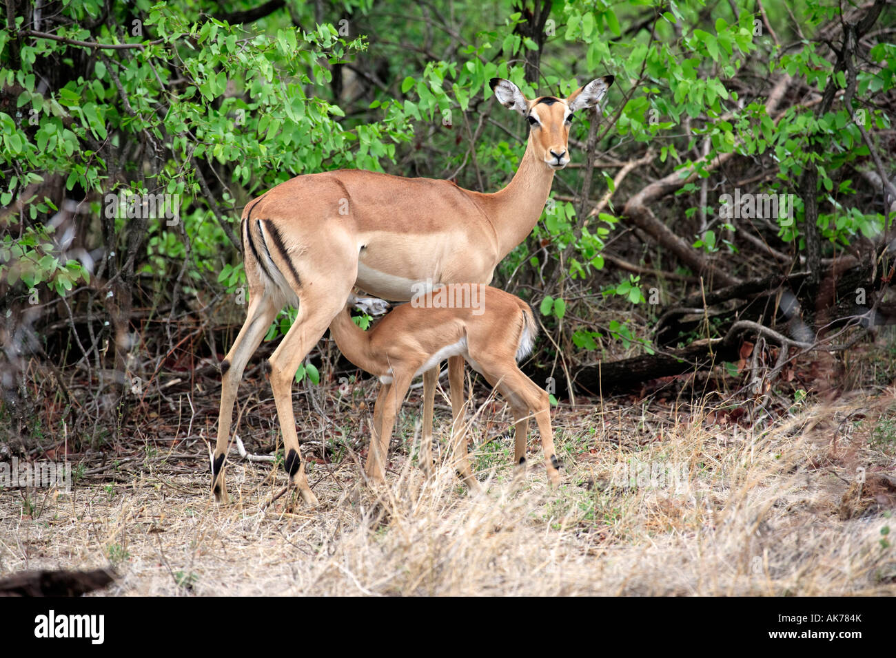 Impala Stock Photo