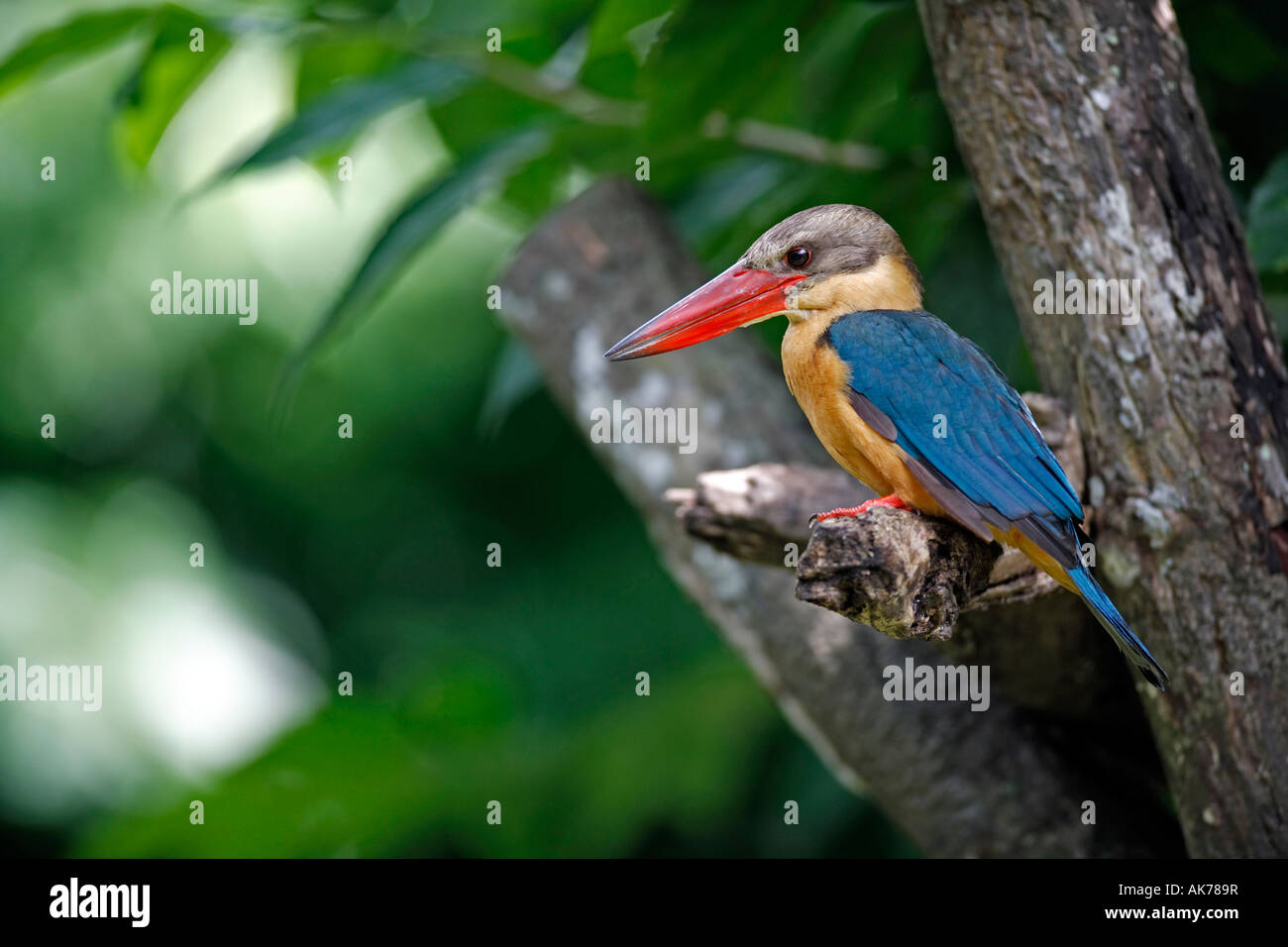 Stork-billed Kingfisher Stock Photo