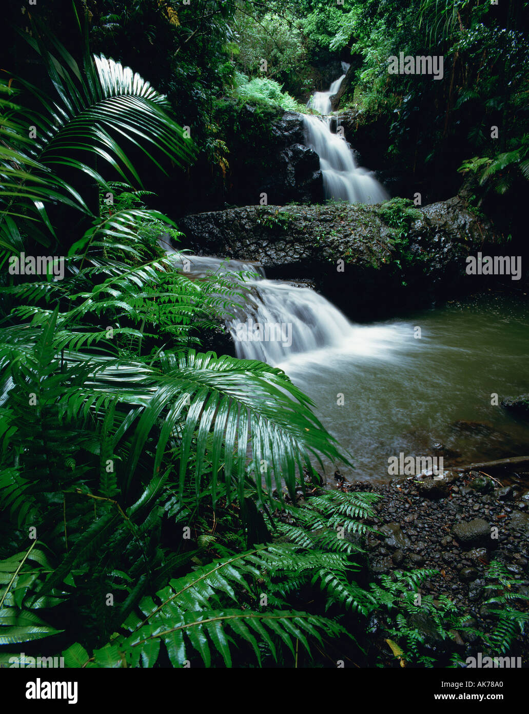 Hawaii Tropical Botanical Gardens Island of Hawaii, Hawaii USA Stock ...