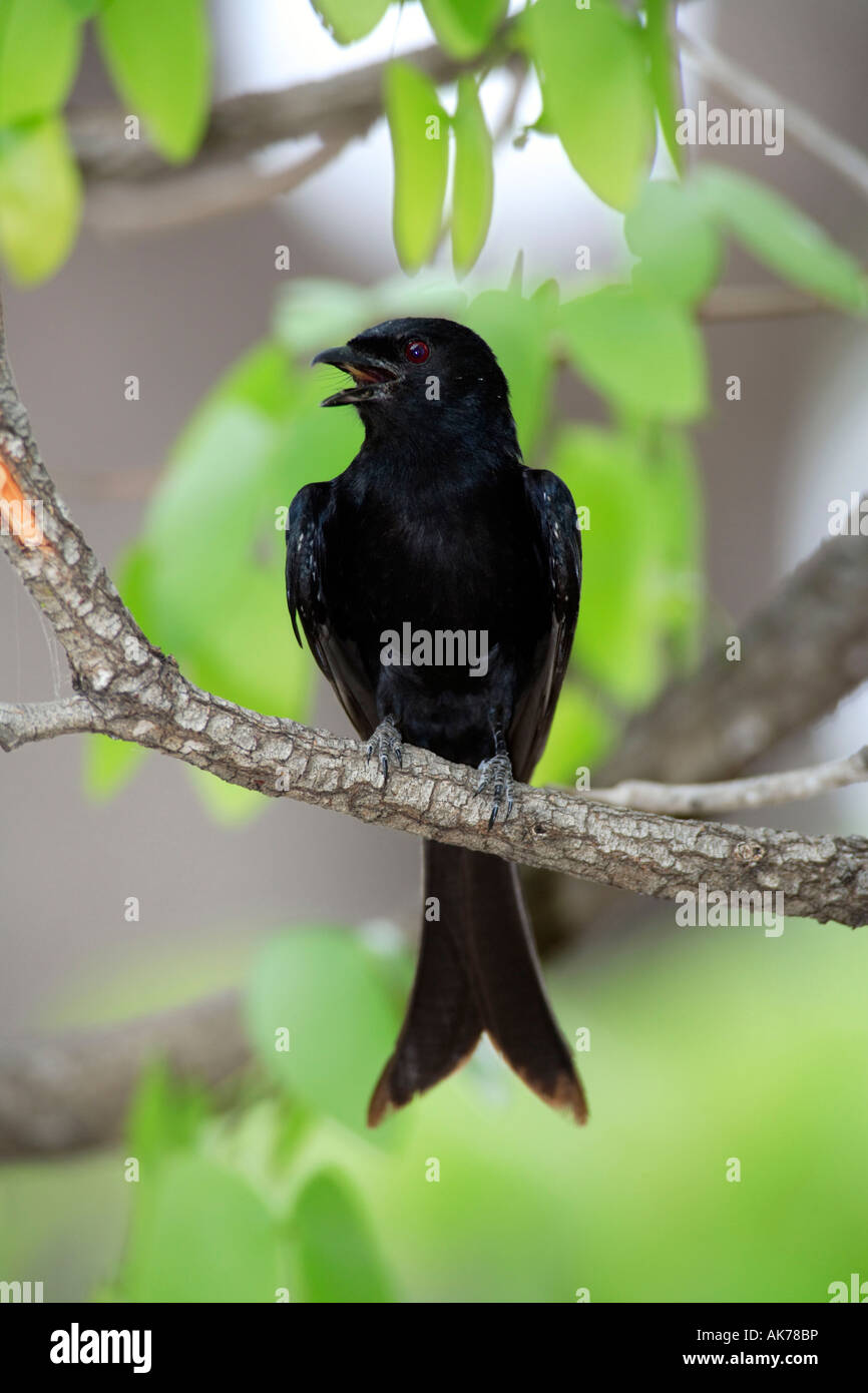 Fork-tailed Drongo Stock Photo