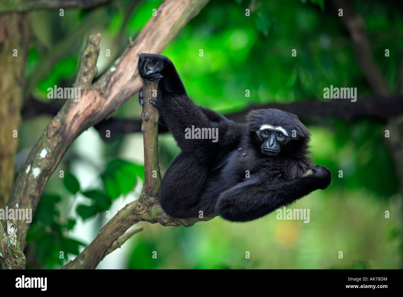 Dark-handed Gibbon Stock Photo
