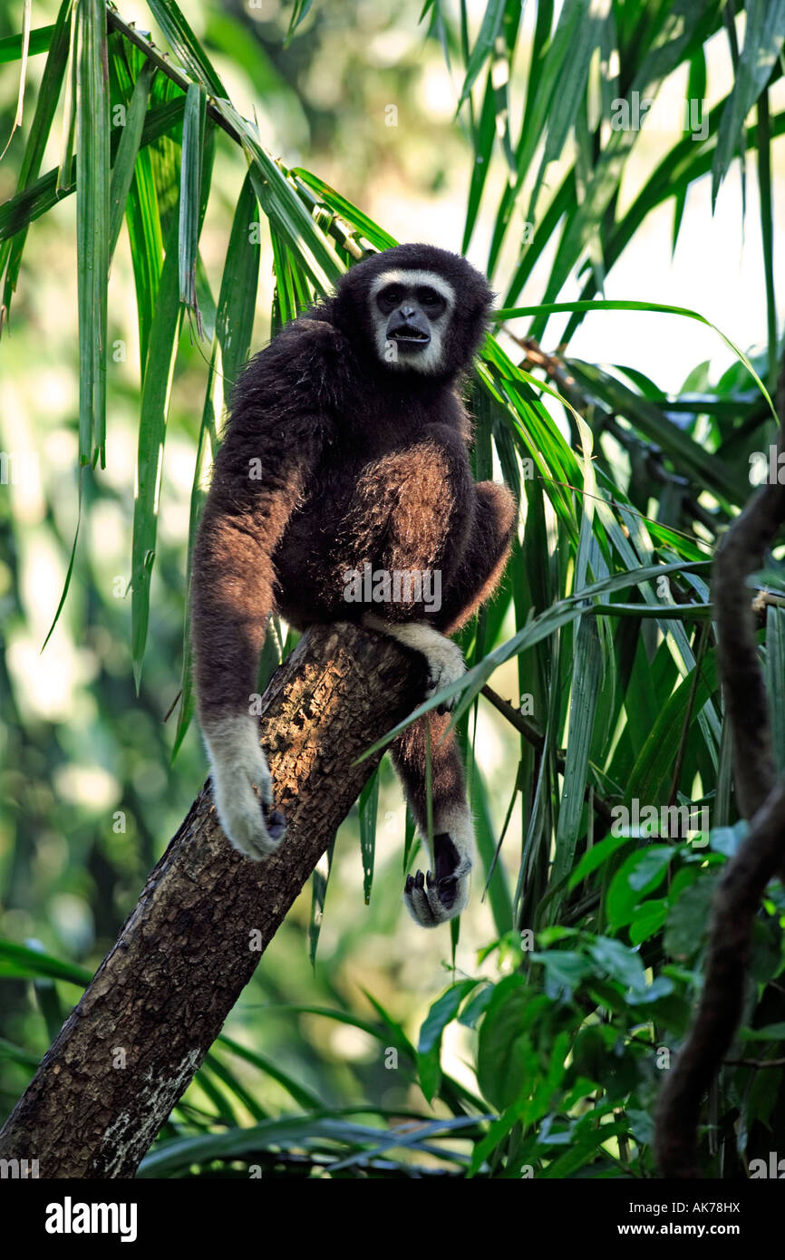 White-handed Gibbon Stock Photo