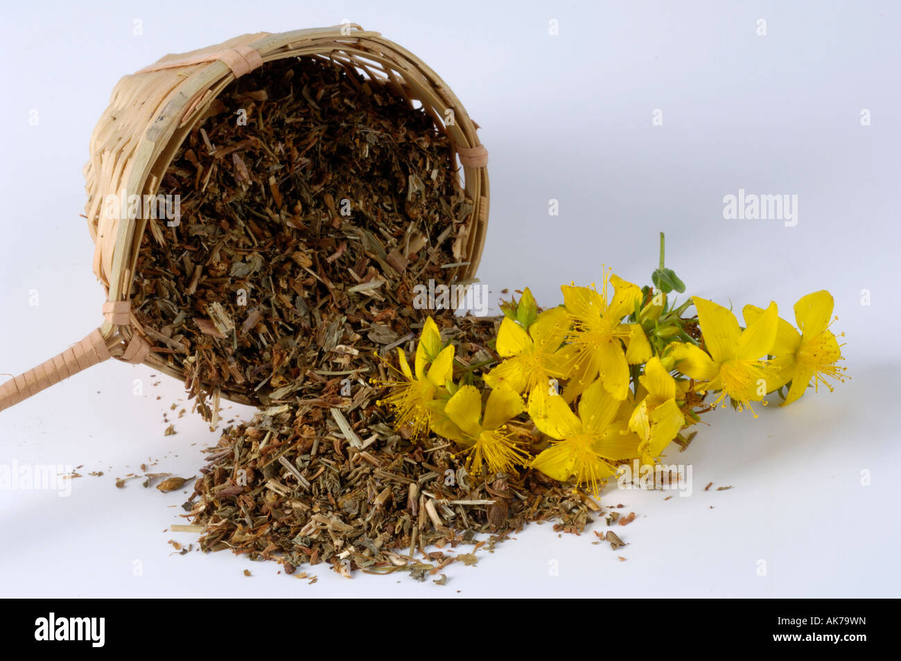Perforate St. John's Wort Stock Photo - Alamy