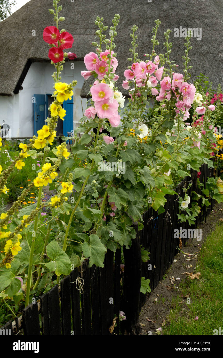 Garden fence with hollyhocks hi-res stock photography and images - Alamy