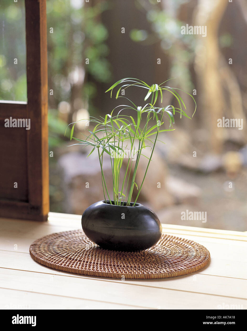 Pot plant in Japanese house Stock Photo Alamy