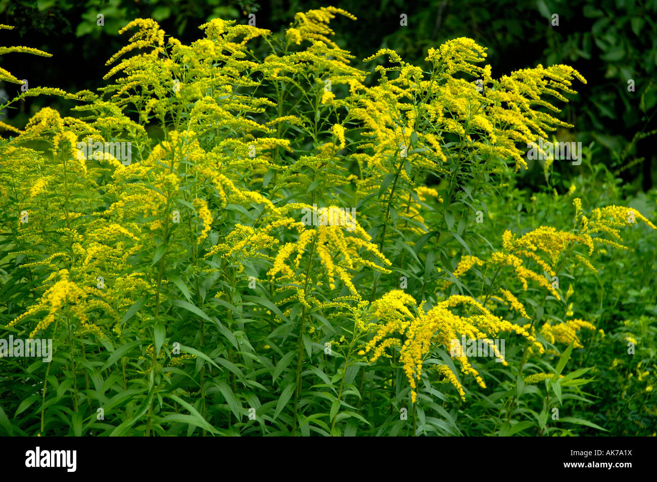 Canadian Golden-rod Stock Photo