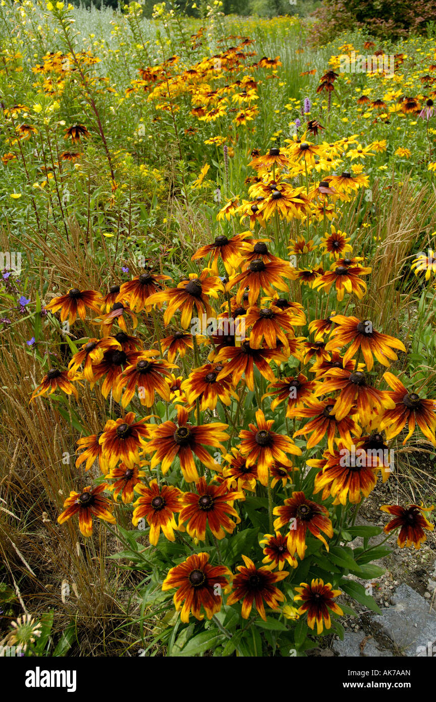 Cone Flower / Blackeyed Susan Stock Photo Alamy