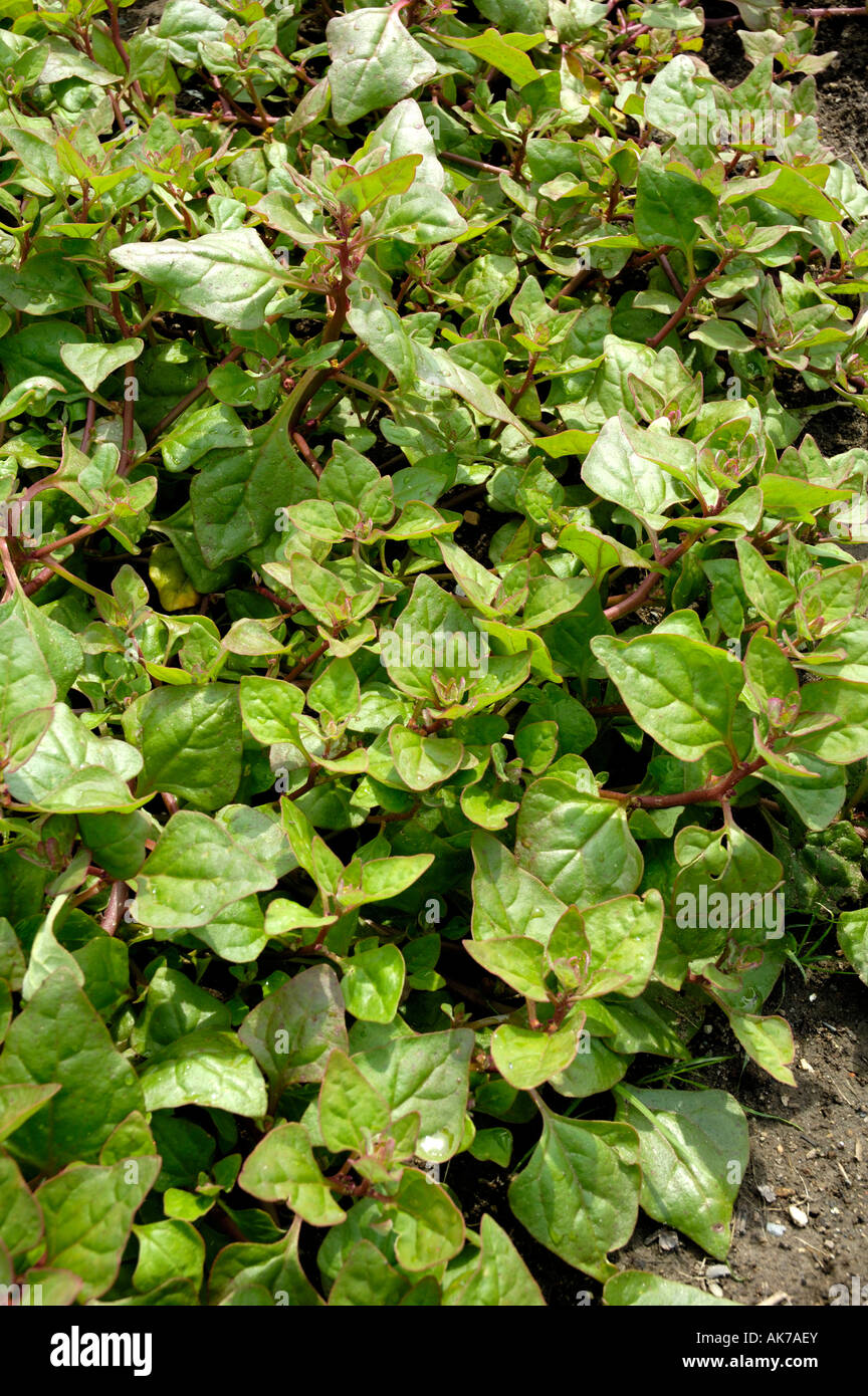 New Zealand Spinach Stock Photo