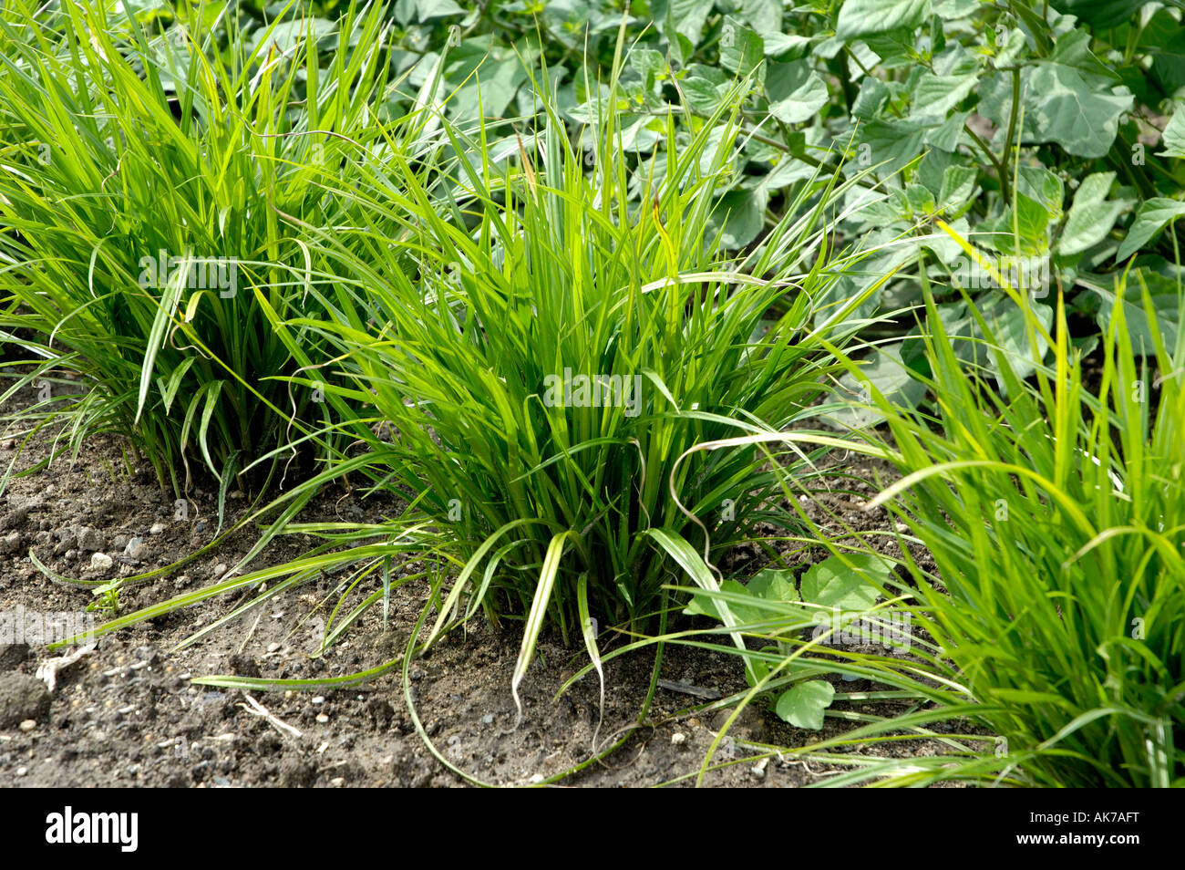 Yellow nutsedge hires stock photography and images Alamy