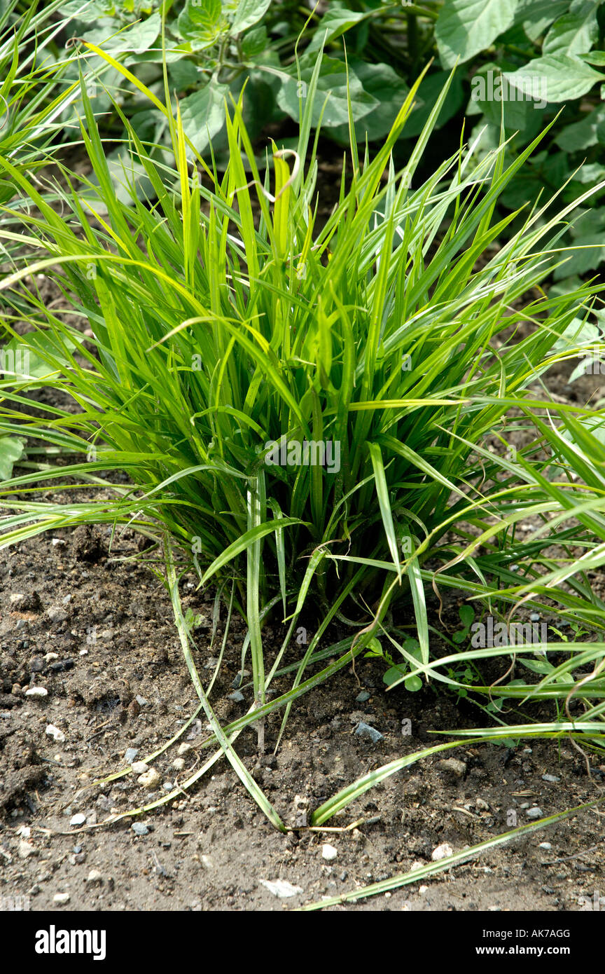 Yellow nutsedge hires stock photography and images Alamy