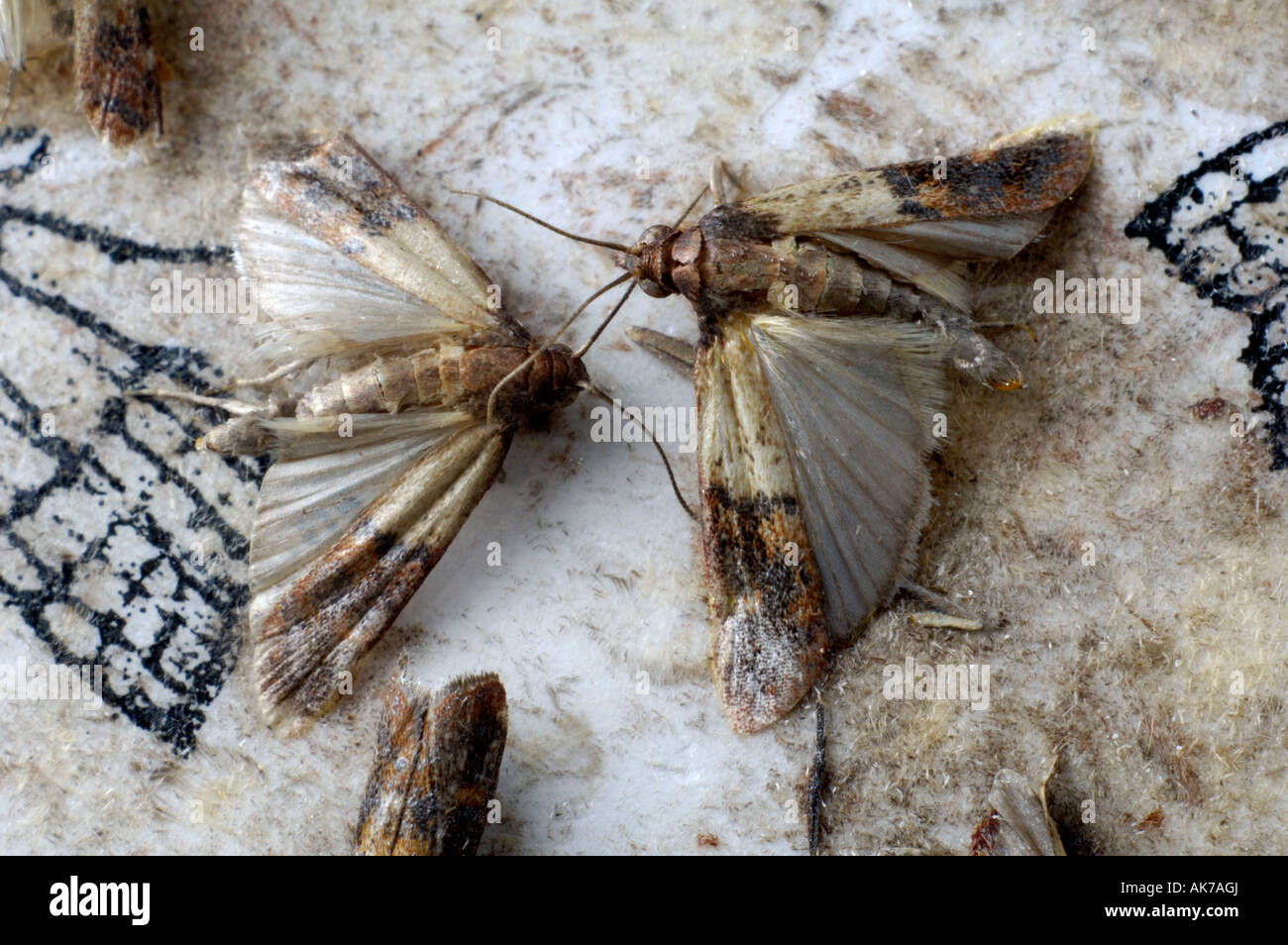 Indian Meal Moth Stock Photo Alamy