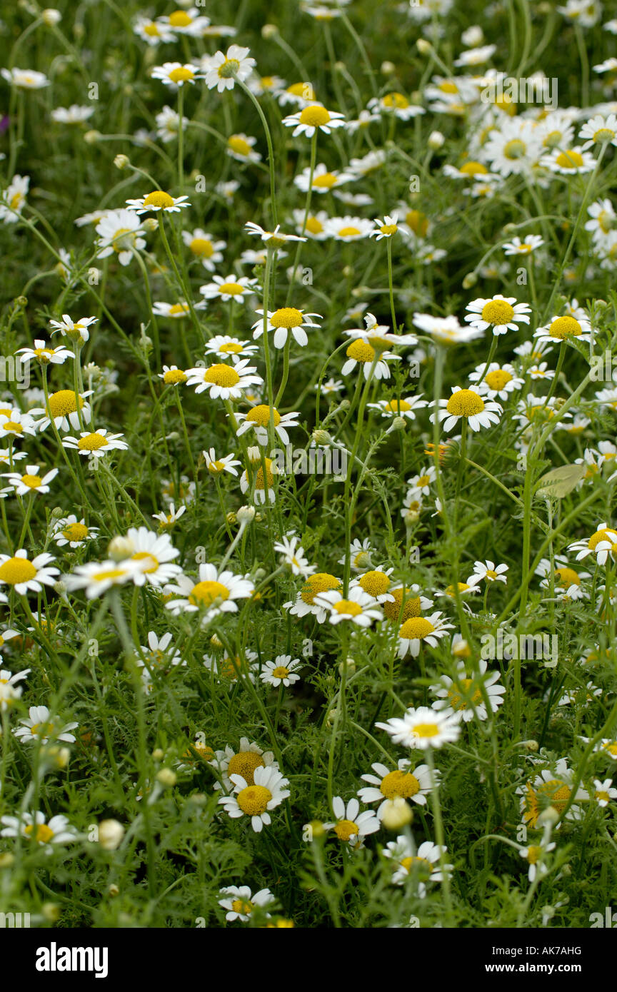 Austrian Chamomile Stock Photo