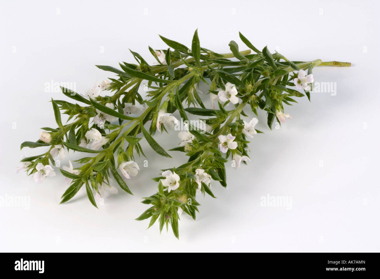 Winter Savory Stock Photo