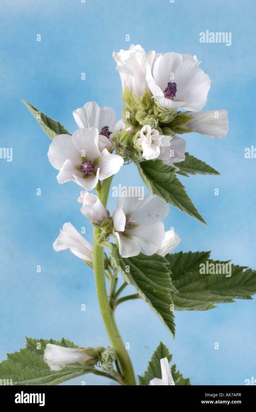 Common Marshmallow / White Mallow Stock Photo Alamy