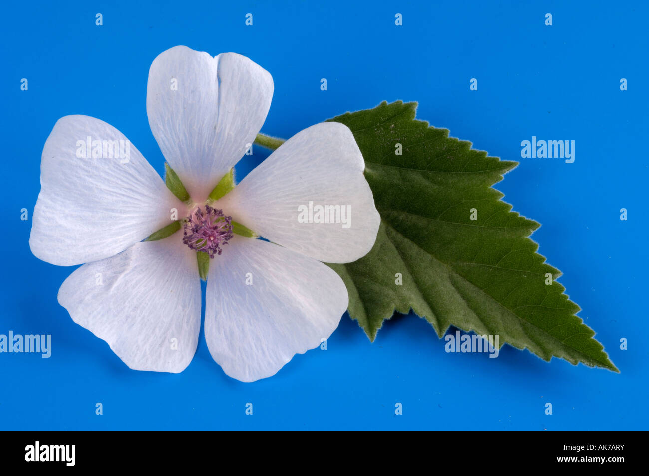 Common Marshmallow / White Mallow Stock Photo Alamy