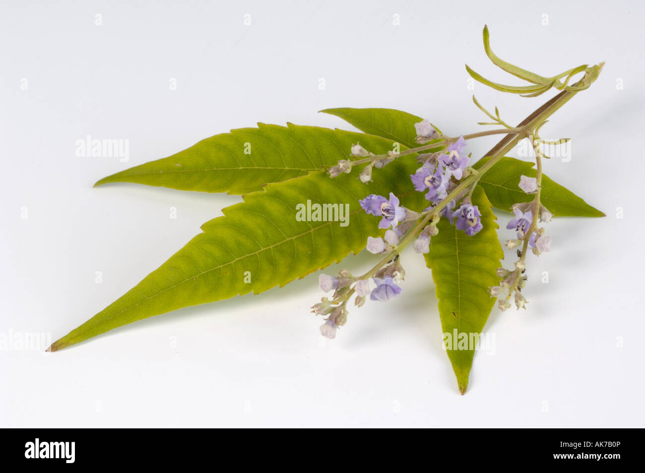 Five-leaved Chastetree Stock Photo