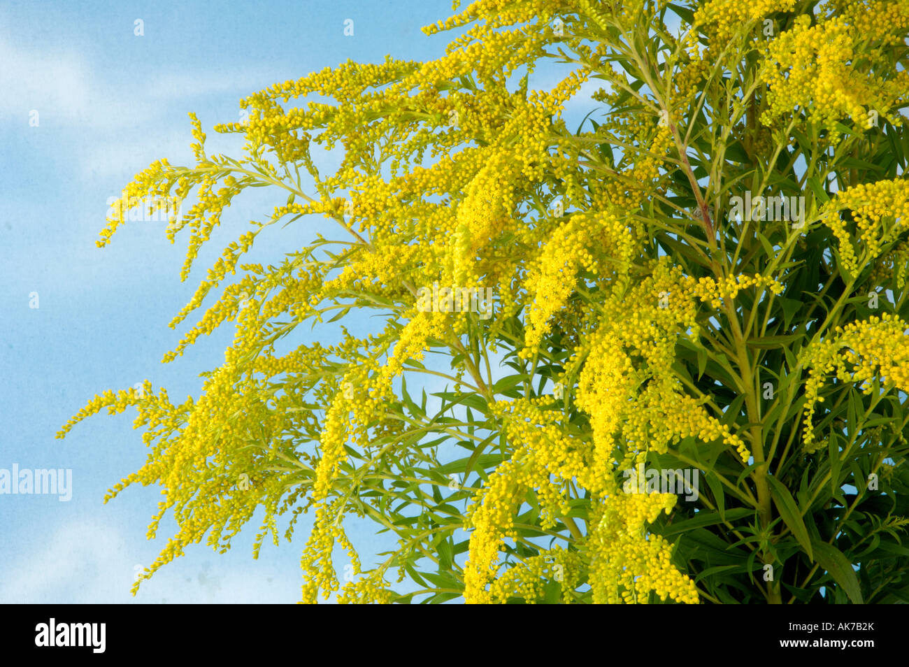 Canadian Golden-rod Stock Photo