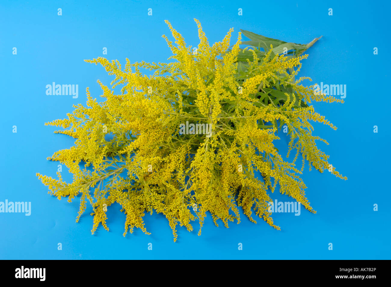 Canadian Golden-rod Stock Photo