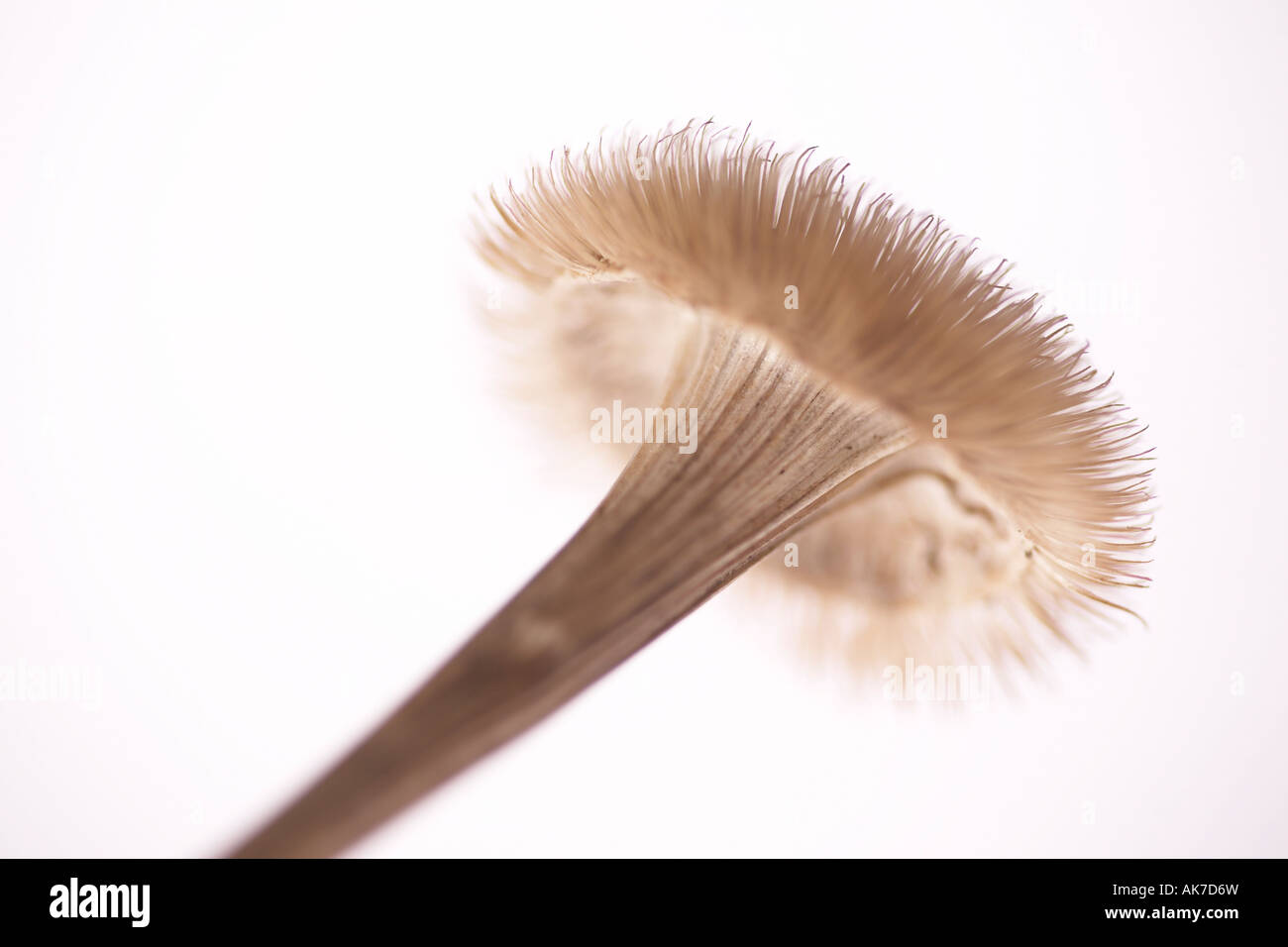 Dried flower head Stock Photo Alamy