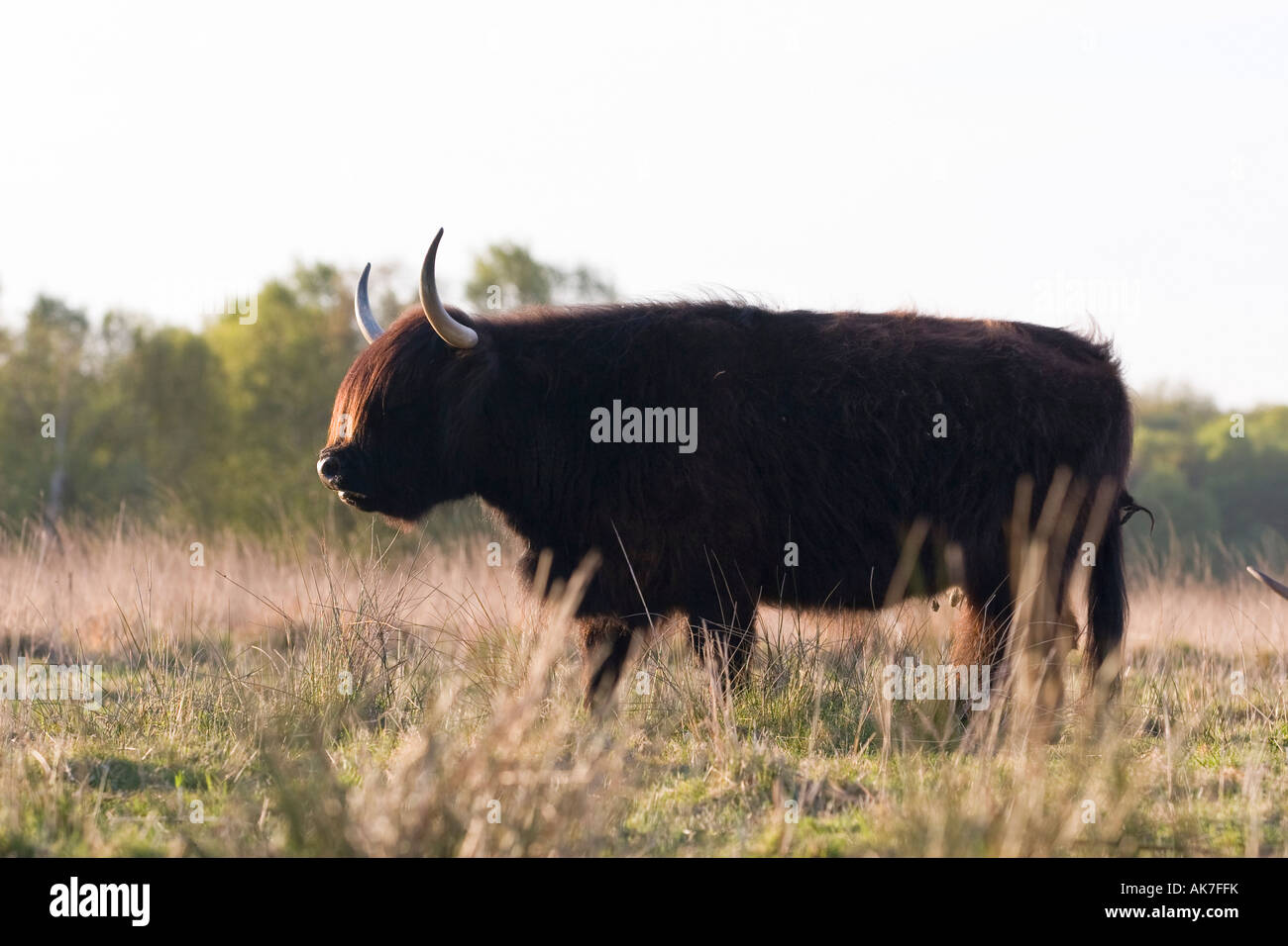 Highland Cow on Norfolk Grazing Marsh Stock Photo