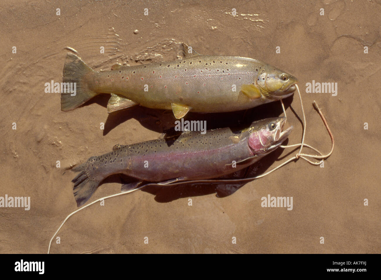 Photo of Two freshly Caught Trout Laying on the Beach at the Mouth of