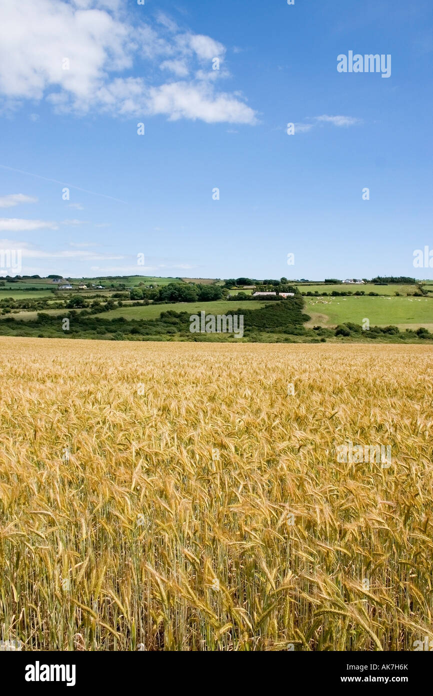 Barley Field, Dunhill, Co Waterford, Ireland Stock Photo