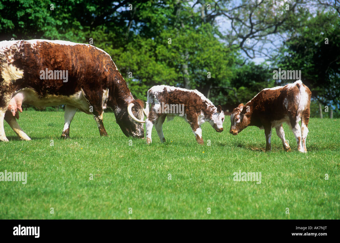 Long Horn Cattle Stock Photo Alamy long-horn-cattle-stock-photo-alamy