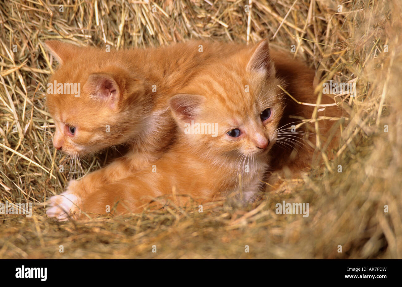 Kittens in the hay loft Stock Photo Alamy