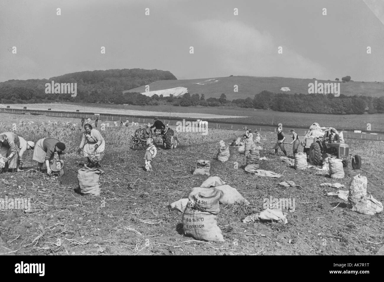 Potato picking the harvesting of potatoes in Kent in 1952 Stock Photo