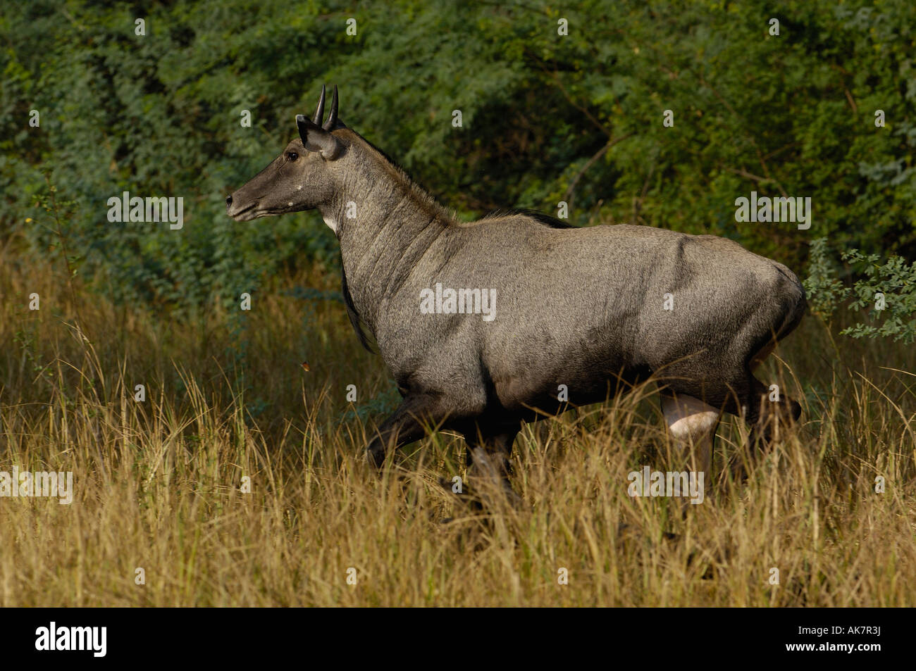 Bharatpus national park hi-res stock photography and images - Alamy