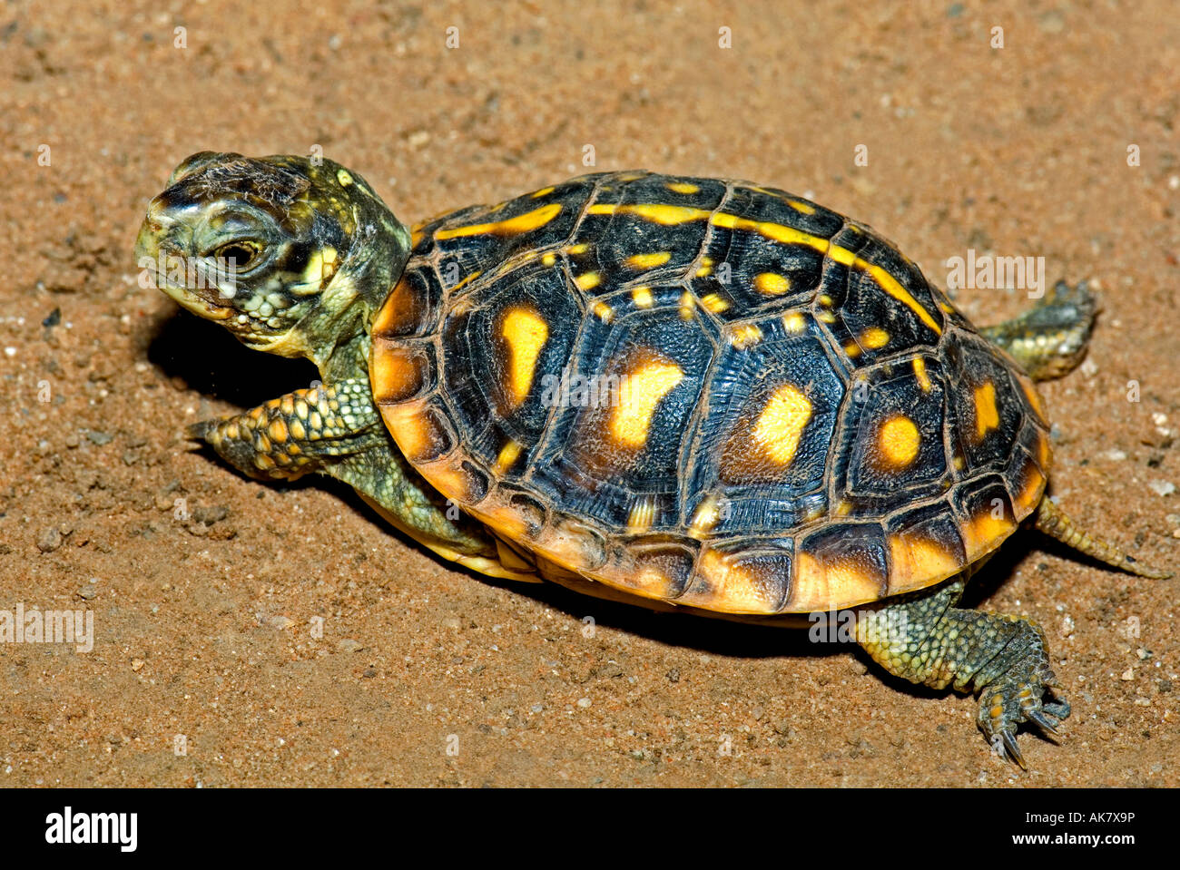 Baby Box Turtle High Resolution Stock Photography and Images - Alamy