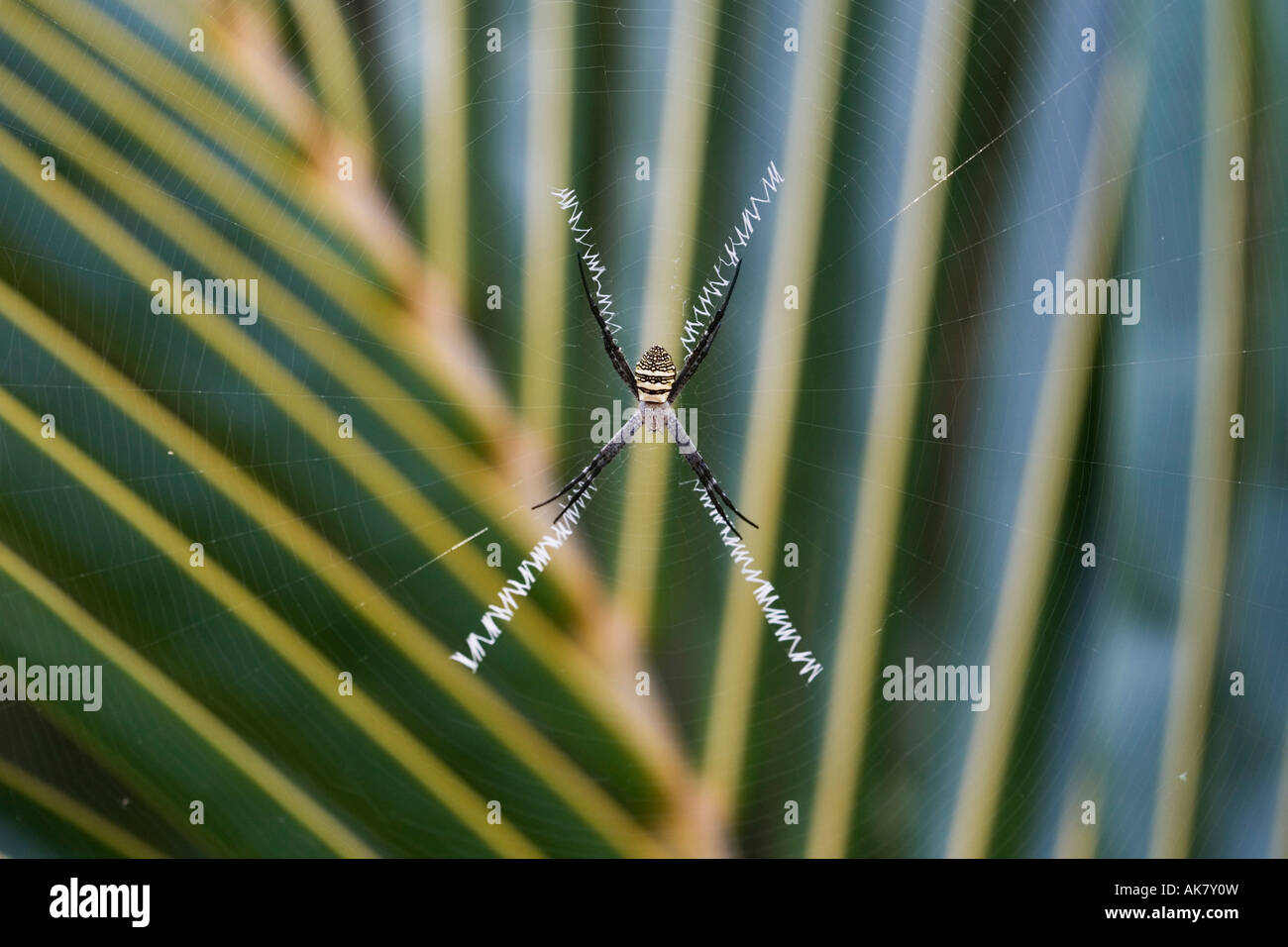Indian spider,  Argiope anasuja,  on web Stock Photo