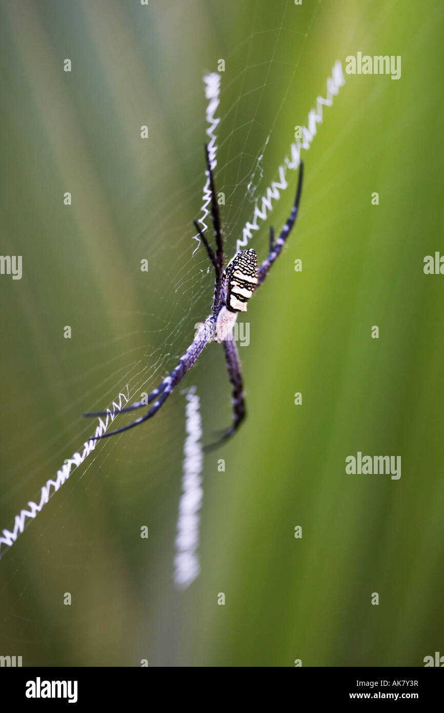 Argiope anasuja. Orbweaver spider on web showing zigzag x shape