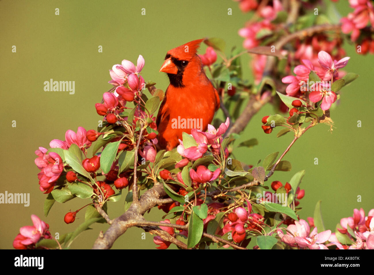 Male Northern Cardinal in Crabapple Stock Photo