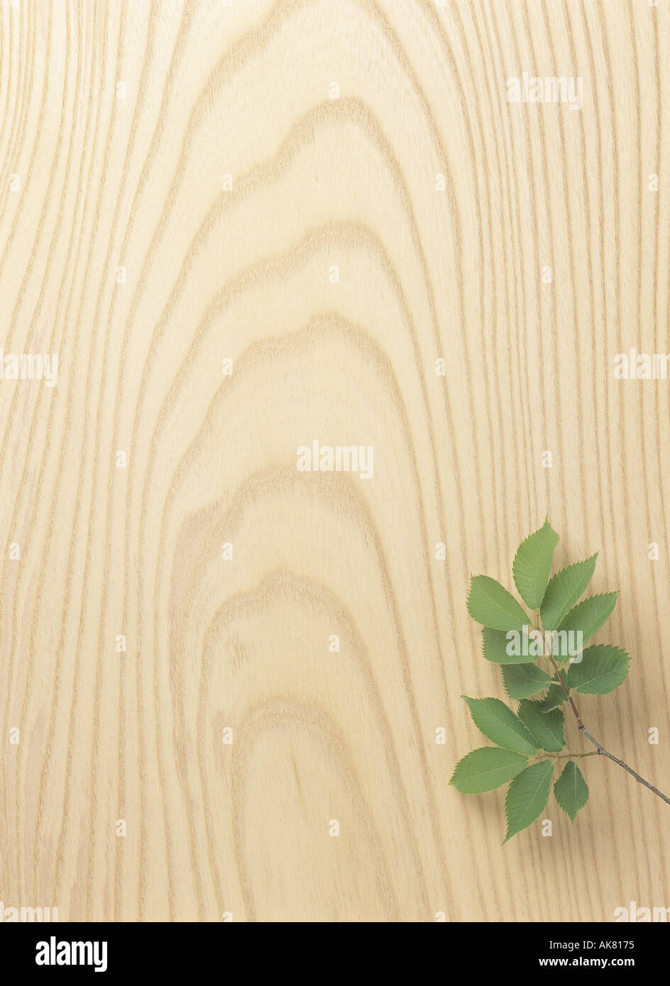 Zelkova wood leaves Stock Photo Alamy