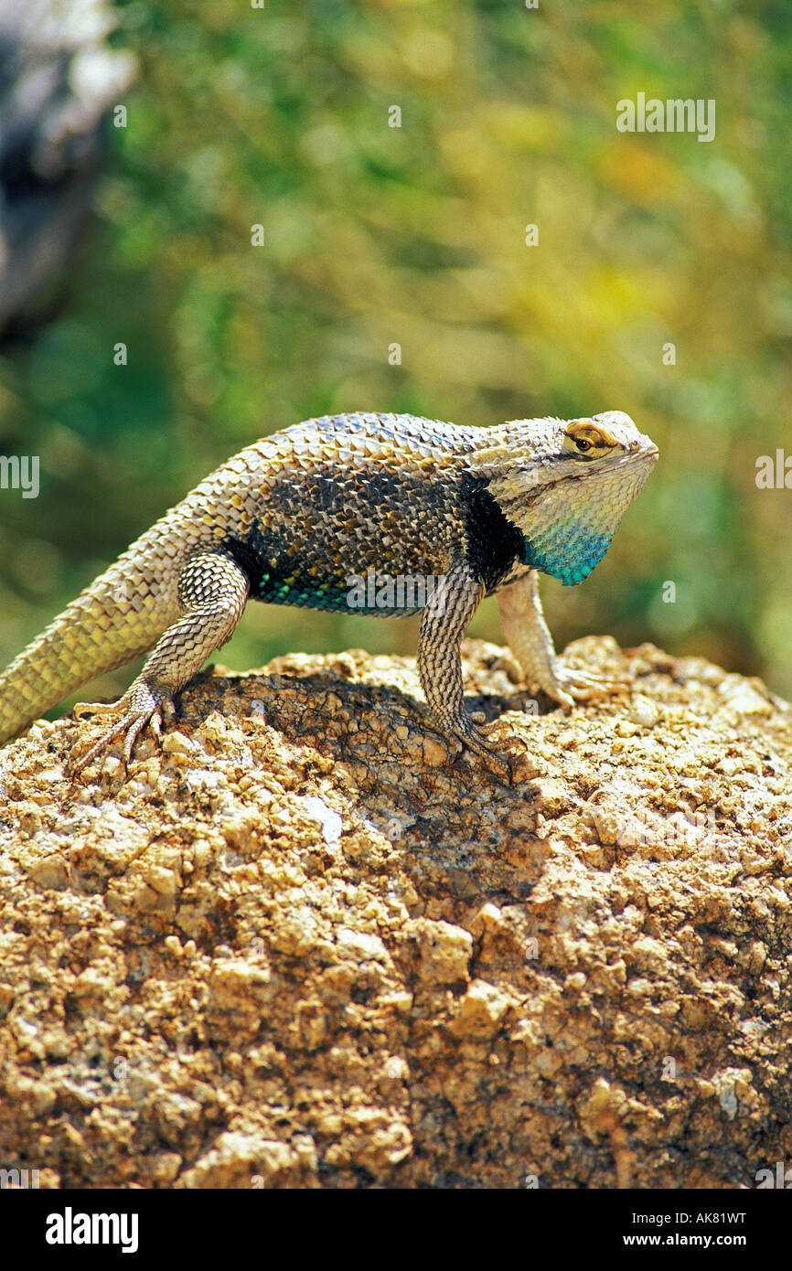 Desert Spiny Lizard Sceloperus magister Tucson Pima County ARIZONA United States May Adult Iguanidae Stock Photo